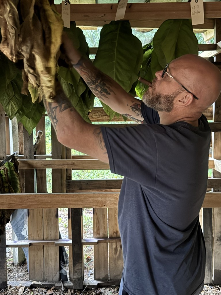 Tobacco leaves being inspected during curing in the Virginia Leaf Project barn.